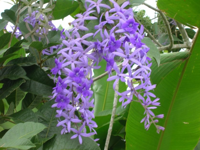 Queen’s Wreath Purple Queen (Petrea) - Ladybird Nursery