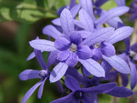 Queen’s Wreath (Petrea volubilis)