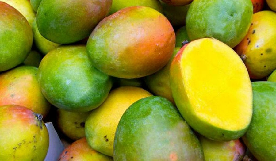 Mango 'Betti Amber' / 'Betty Amber' (PICKUP ONLY)
