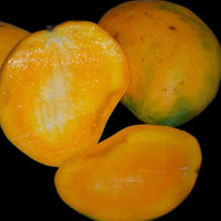 Mango 'Betti Amber' / 'Betty Amber' (PICKUP ONLY) - Ladybird Nursery