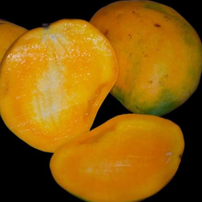 Mango 'Betti Amber' / 'Betty Amber' (PICKUP ONLY) - Ladybird Nursery