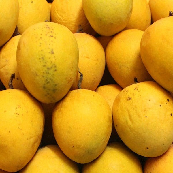 Mango 'Betti Amber' / 'Betty Amber' (PICKUP ONLY) - Ladybird Nursery