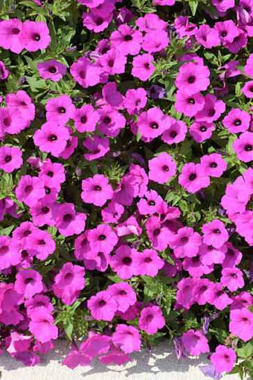 Petunia Supertunia® Vista 'Jazzberry'