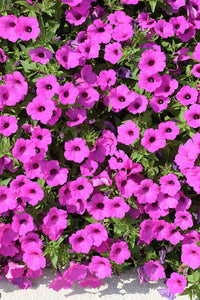 Petunia Supertunia® Vista 'Jazzberry'