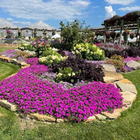 Petunia Supertunia® Vista 'Jazzberry'