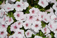 Petunia Supertunia® Vista 'Silverberry'