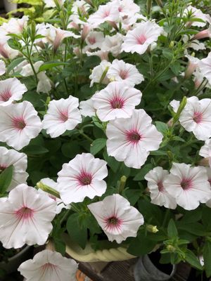 Petunia Supertunia® Vista 'Silverberry'