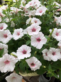 Petunia Supertunia® Vista 'Silverberry'