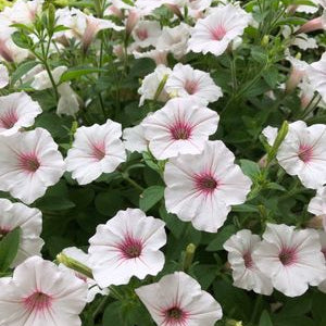Petunia Supertunia® Vista 'Silverberry' - Ladybird Nursery
