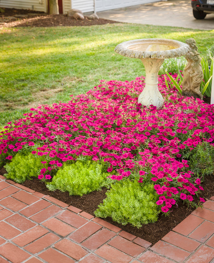 Petunia Supertunia® Vista 'Fuchsia'