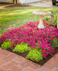 Petunia Supertunia® Vista 'Fuchsia'