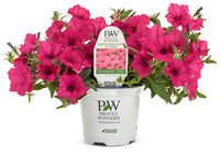 Petunia Supertunia® Vista 'Fuchsia'