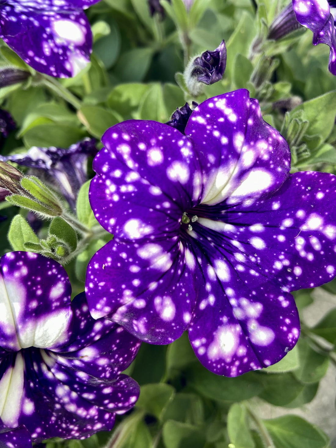 Petunia 'Night Sky'