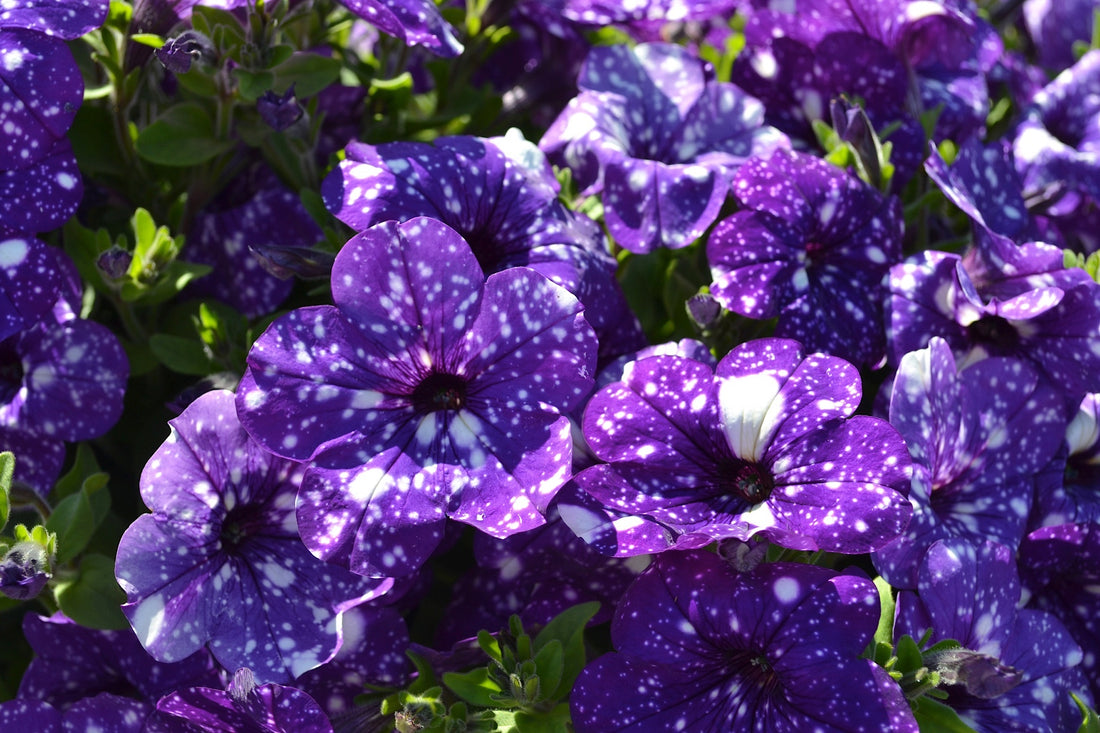 Petunia 'Night Sky'