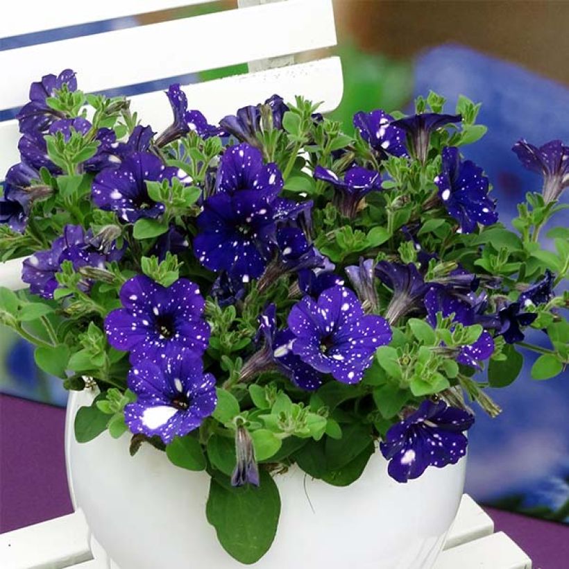 Petunia 'Night Sky'