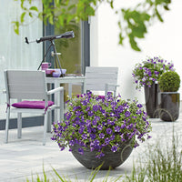 Petunia 'Night Sky'
