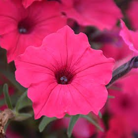 Petunia Supertunia® Vista 'Fuchsia' - Ladybird Nursery