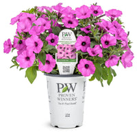 Petunia Supertunia® Vista 'Jazzberry' - Ladybird Nursery