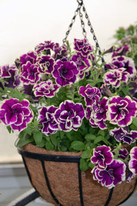 Petunia 'Velvet Champagne'