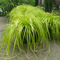 Sedge Everillo (Carex oshimensis)