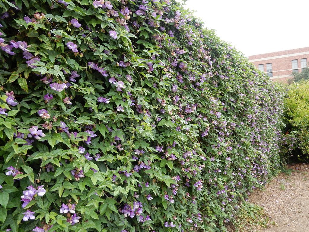 Mauve Snail Vine (Sigmoidotropis speciosa) - Ladybird Nursery