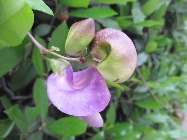 Mauve Snail Vine (Sigmoidotropis speciosa) - Ladybird Nursery