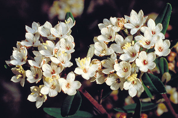 Woombye Phebalium prostrate (Phebalium woombye)