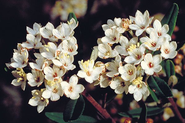 Woombye Phebalium prostrate (Phebalium woombye) - Ladybird Nursery