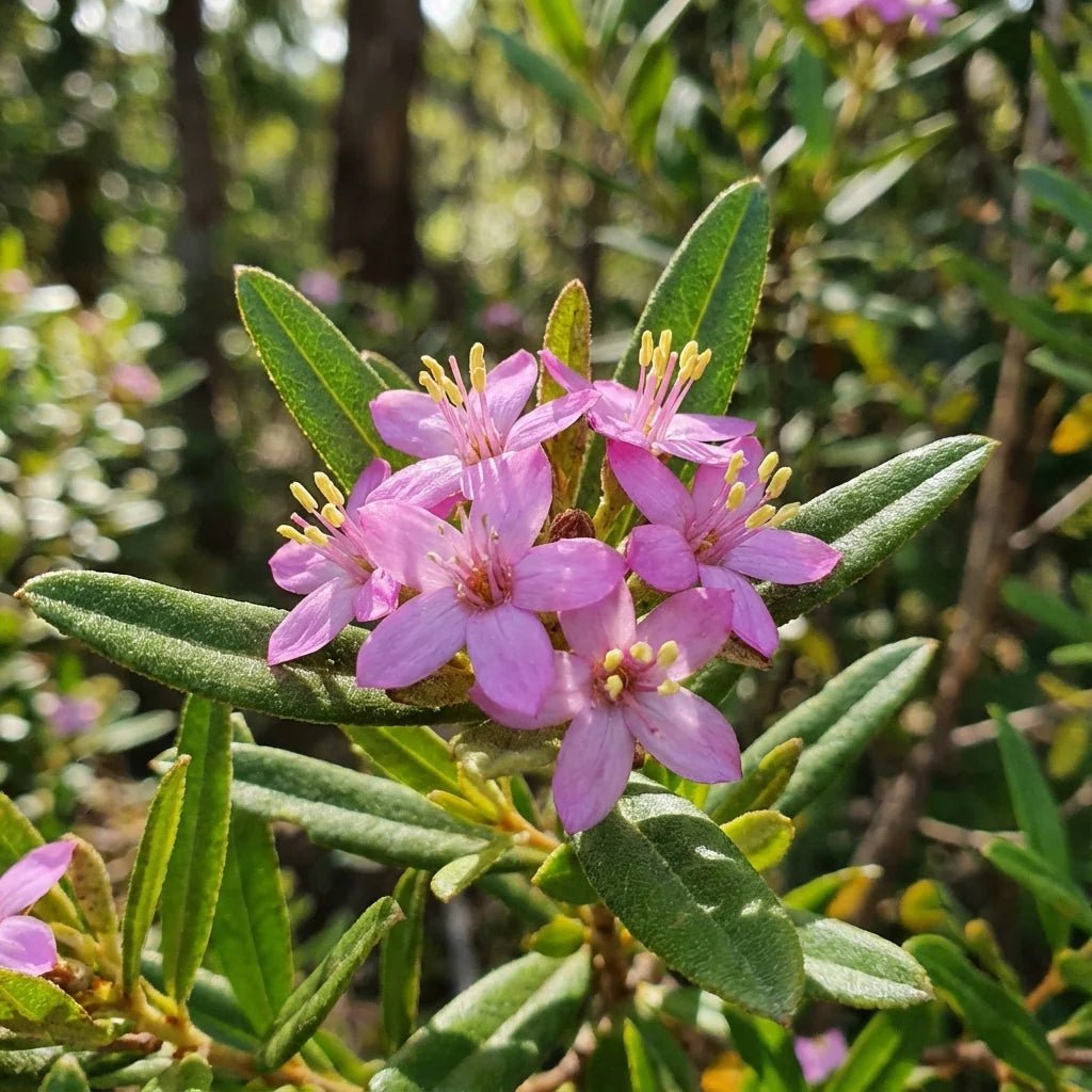 Phebalium woombye 'Pink' - Ladybird Nursery