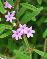 Phebalium woombye 'Pink' - Ladybird Nursery