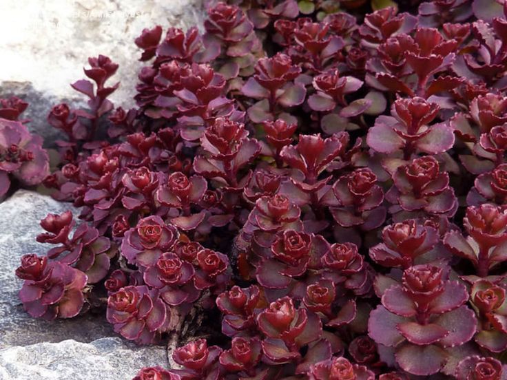 Stonecrop Voodoo (Sedum spurium) - Ladybird Nursery