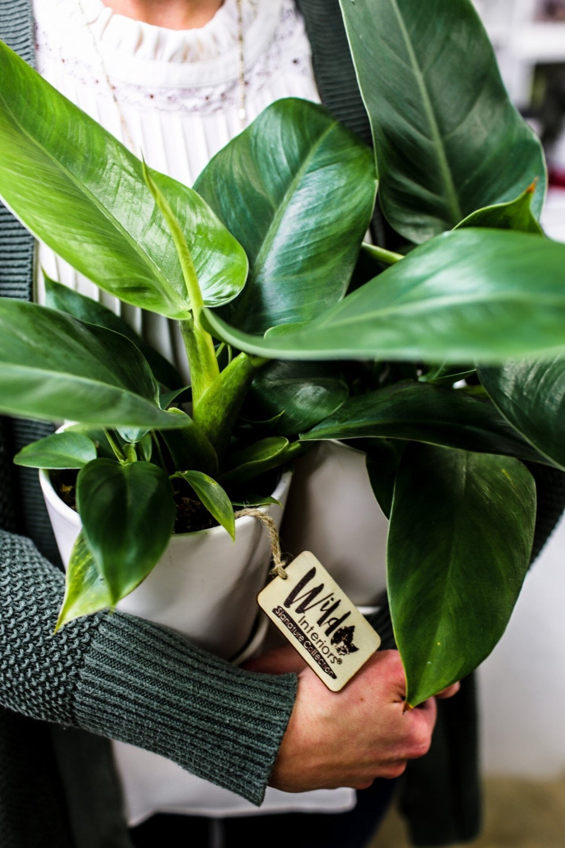 Philodendron Imperial Green - Ladybird Nursery