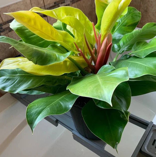 Philodendron Moonlight - Ladybird Nursery