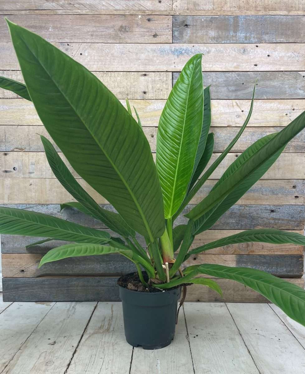 Philodendron Lynette - Ladybird Nursery