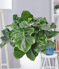 Philodendron Atom - Ladybird Nursery