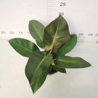 Philodendron Black Cardinal Tissue culture