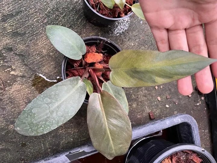 Philodendron Black Cardinal Tissue culture - Ladybird Nursery