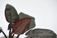 Philodendron Black Cardinal Tissue culture