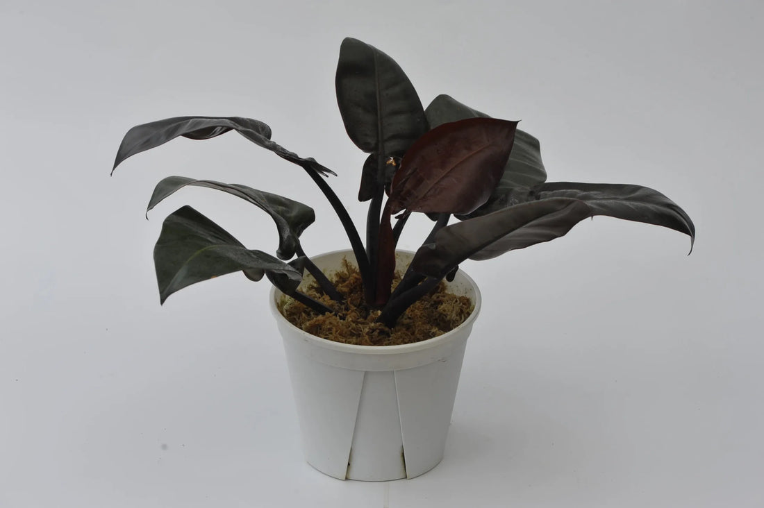 Philodendron Black Cardinal Tissue culture - Ladybird Nursery