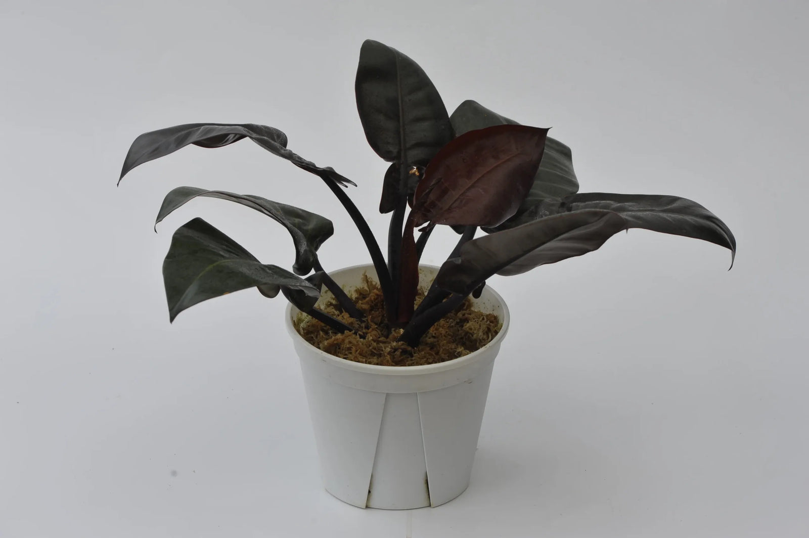 Philodendron Black Cardinal Tissue culture - Ladybird Nursery