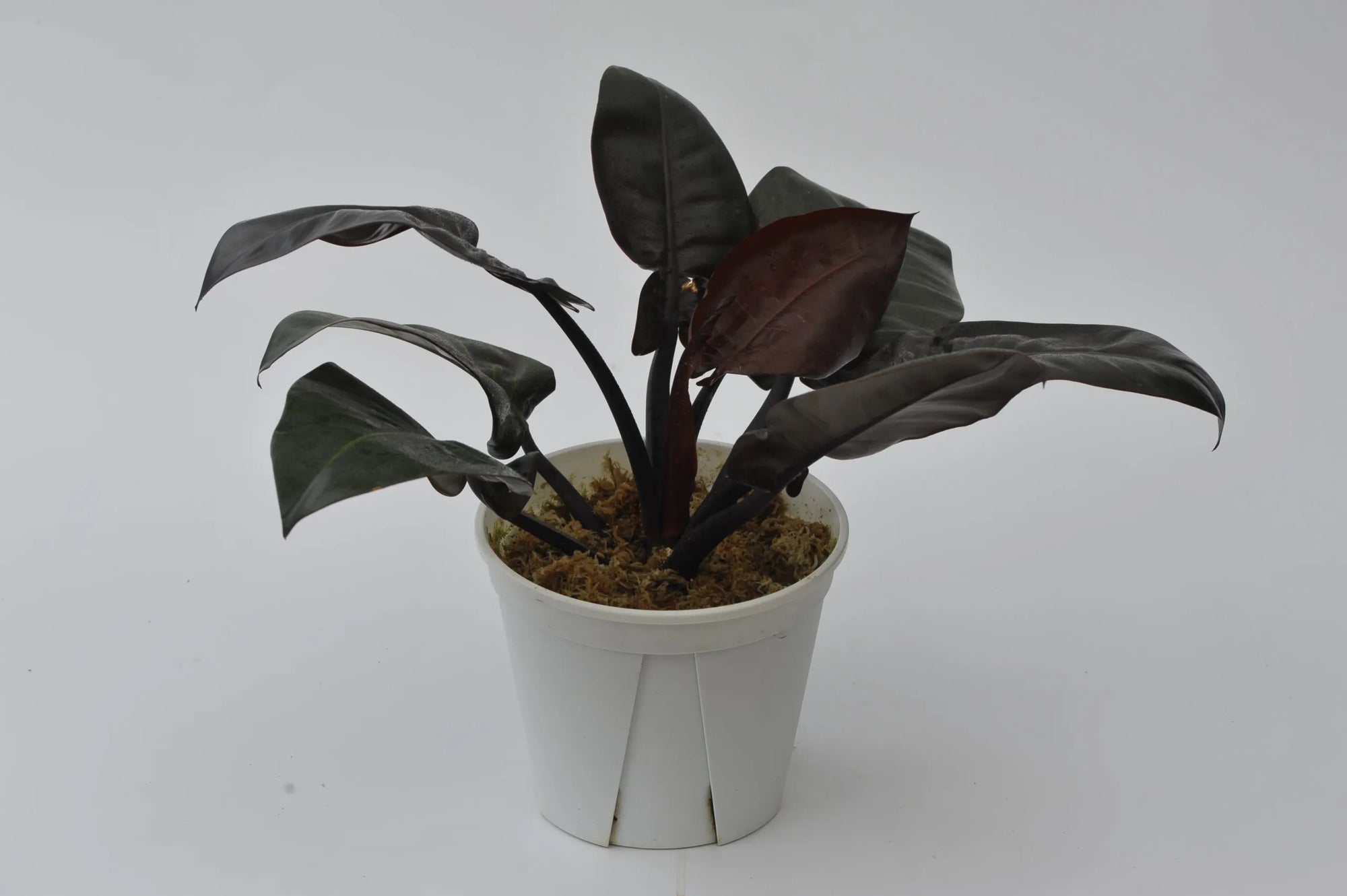 Philodendron Black Cardinal Tissue culture - Ladybird Nursery
