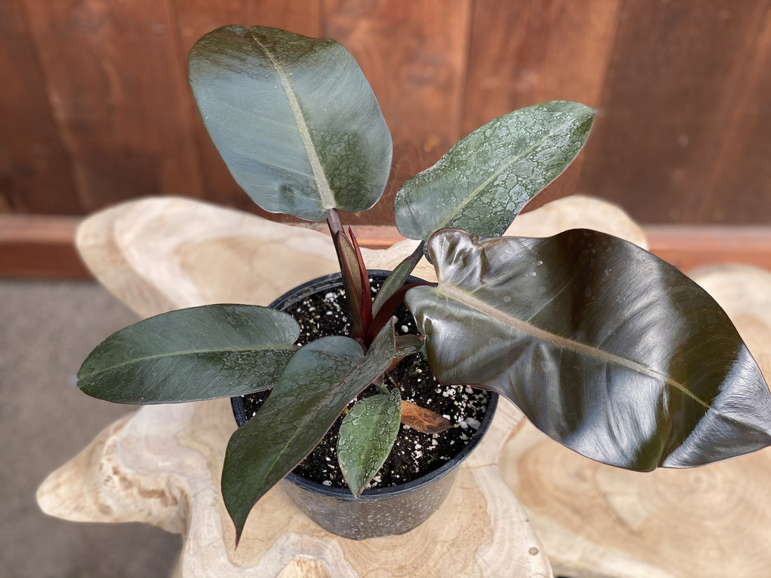 Philodendron Black Cardinal Tissue culture - Ladybird Nursery