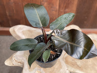 Philodendron Black Cardinal Tissue culture - Ladybird Nursery