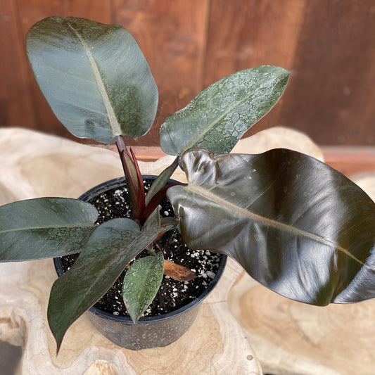 Philodendron Black Cardinal Tissue culture - Ladybird Nursery