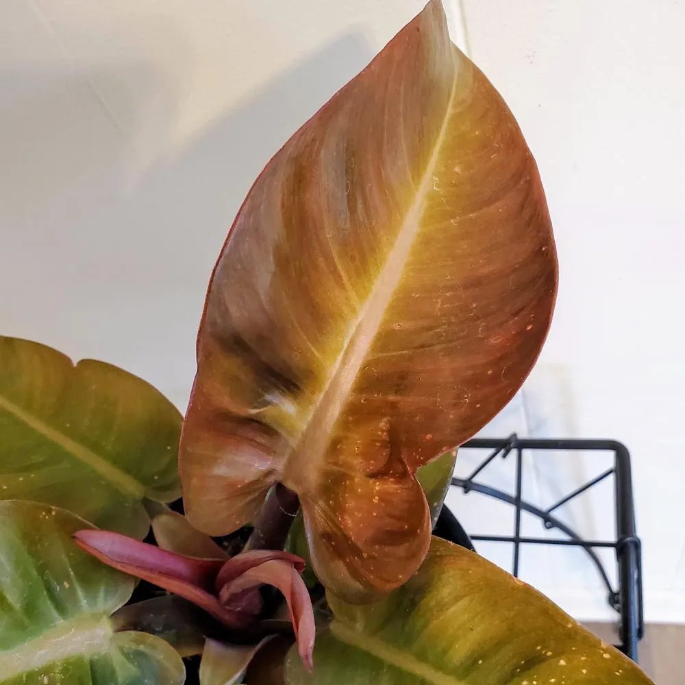 Philodendron Autumn - Ladybird Nursery