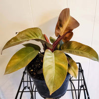 Philodendron Autumn - Ladybird Nursery