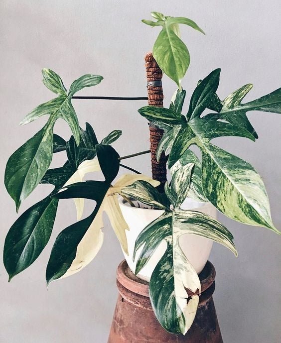 Philodendron Florida Beauty - Ladybird Nursery