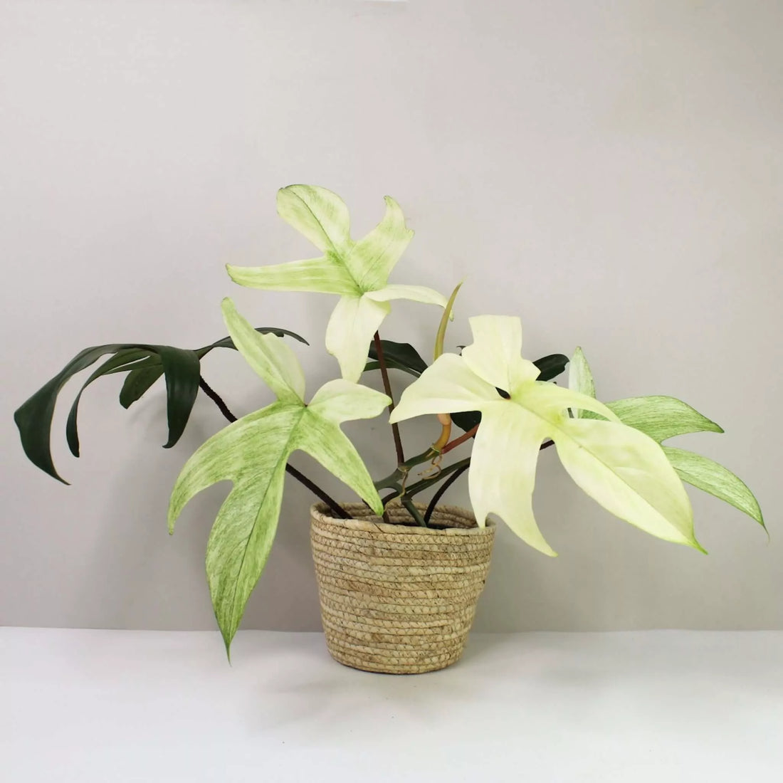 Philodendron Florida Ghost - Ladybird Nursery