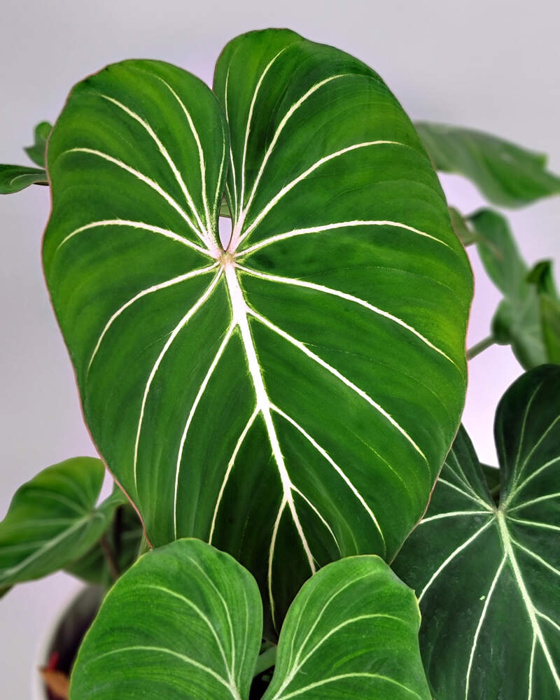 Philodendron (Philodendron gloriosum)