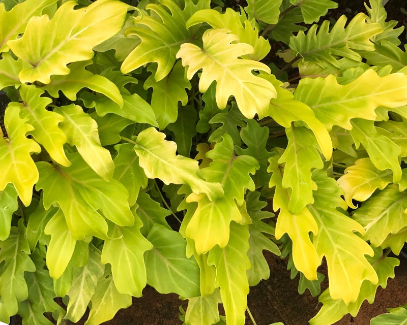 Philodendron Gold Bullion - Ladybird Nursery